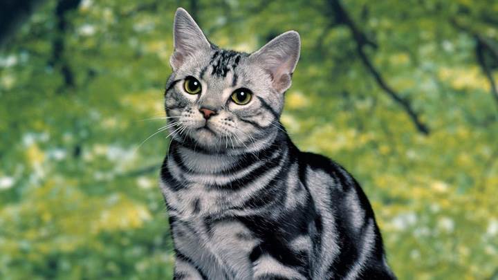 Black Grey Cat In Park